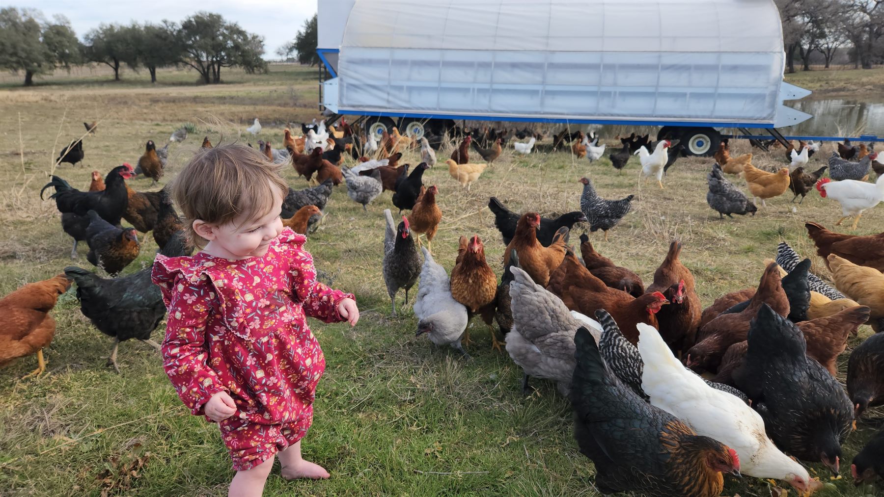A toddler in a red dress standing among the flock beside a mobile coop