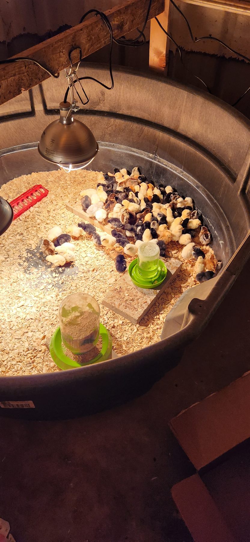 Chicks in the brooder under a warm heat lamp
