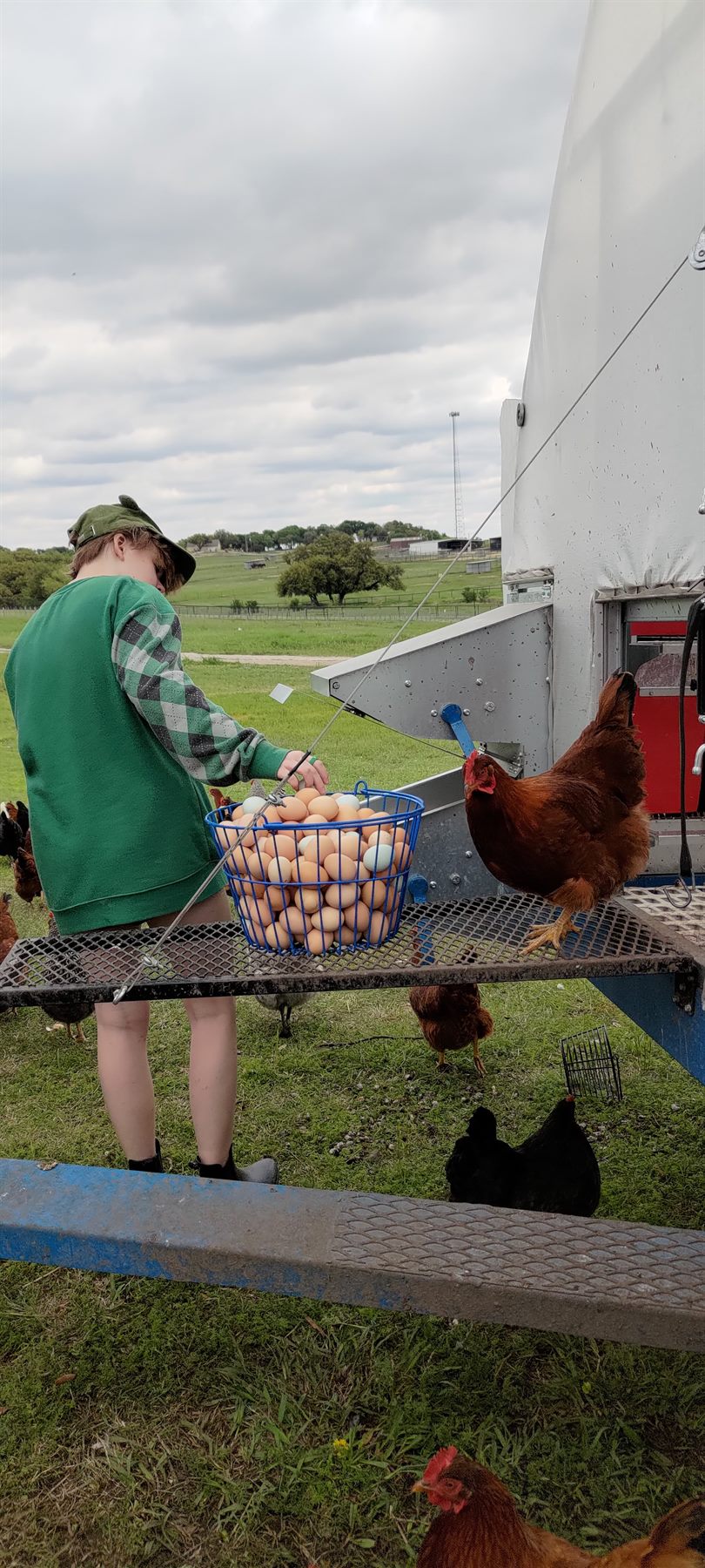 A child's hands gathering a full basket of eggs at the mobile coop