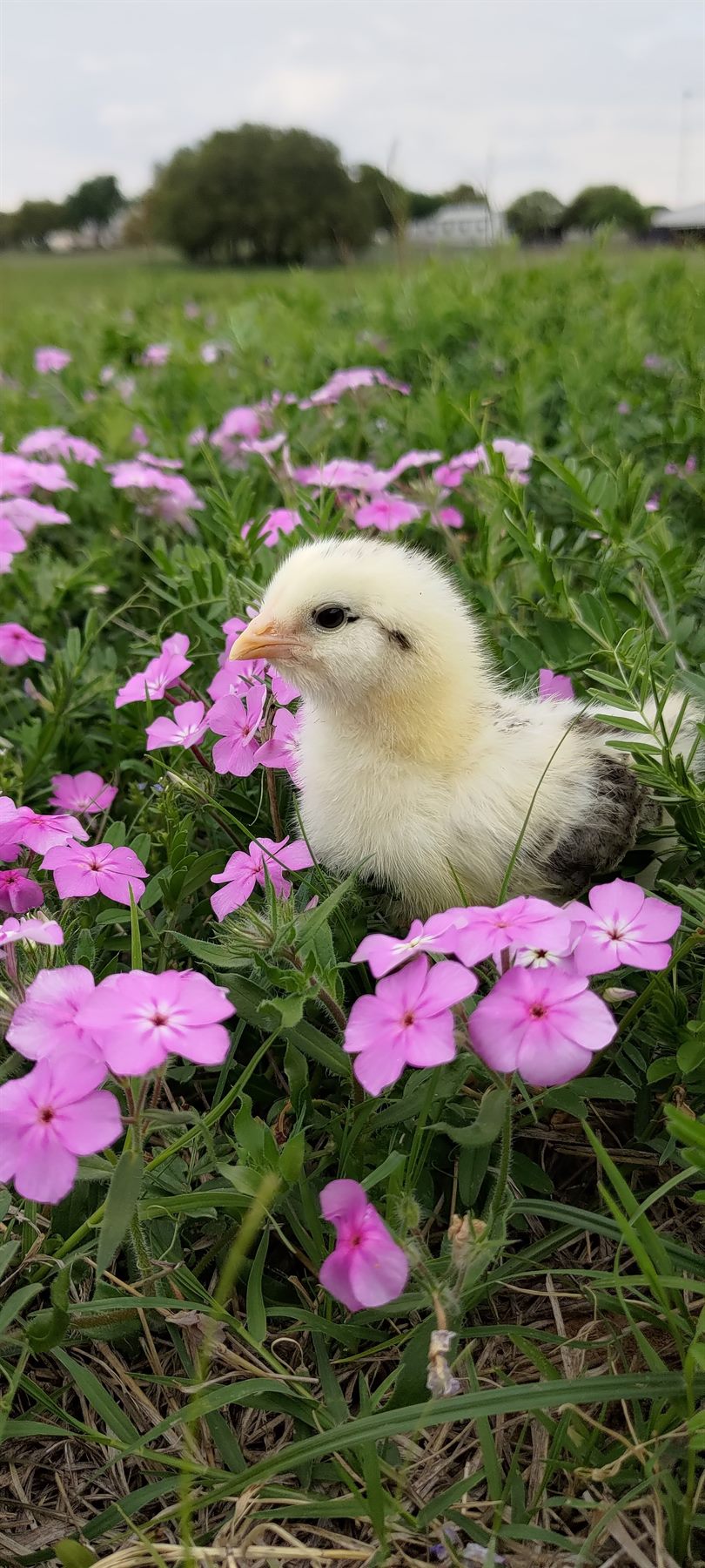 A yellow chick standing in pink wildflowers
