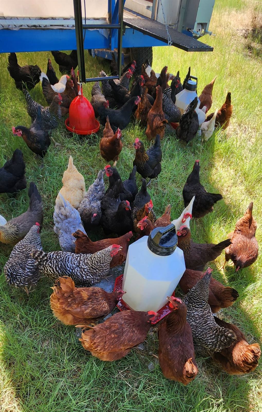 Hens crowding around the feeder and waterer on green grass