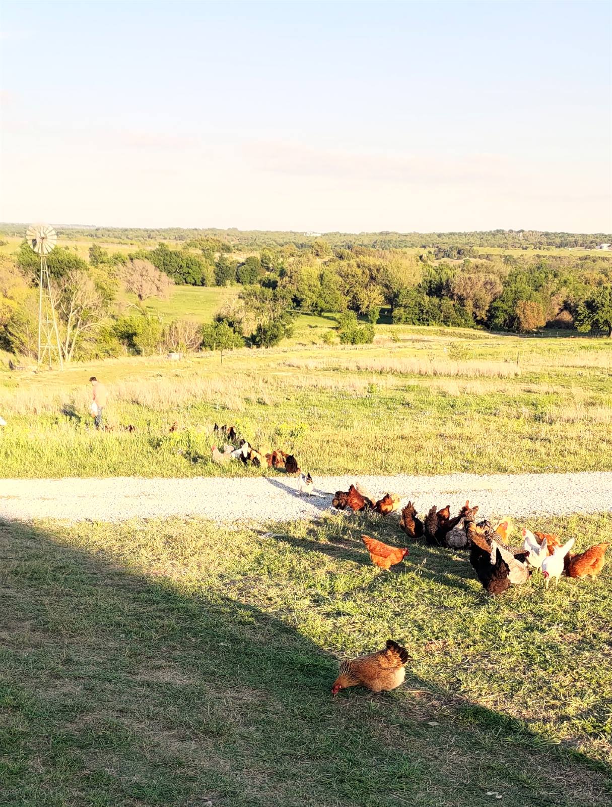 The Bethel River flock ranging across open pasture with a windmill in the distance