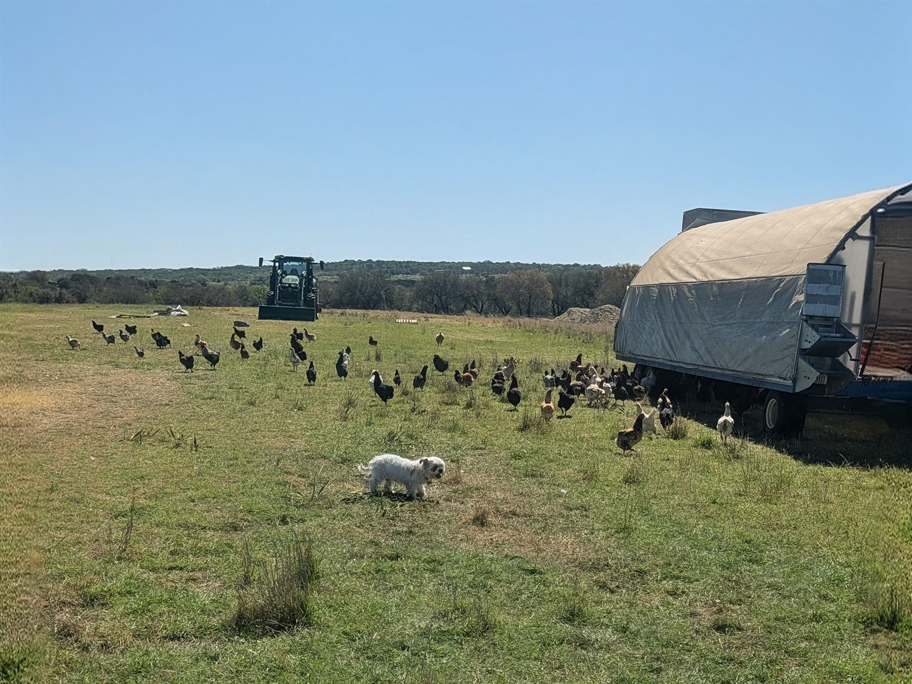 The flock on pasture with a mobile coop, tractor, and the farm dog