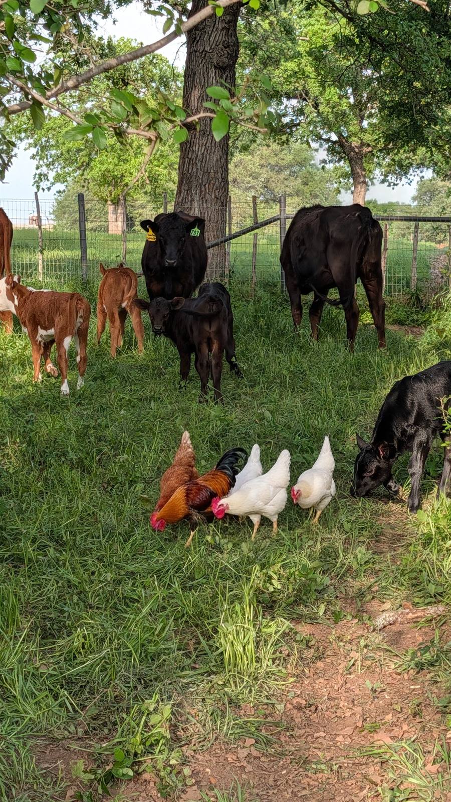 Hens grazing alongside cattle and calves under oak trees