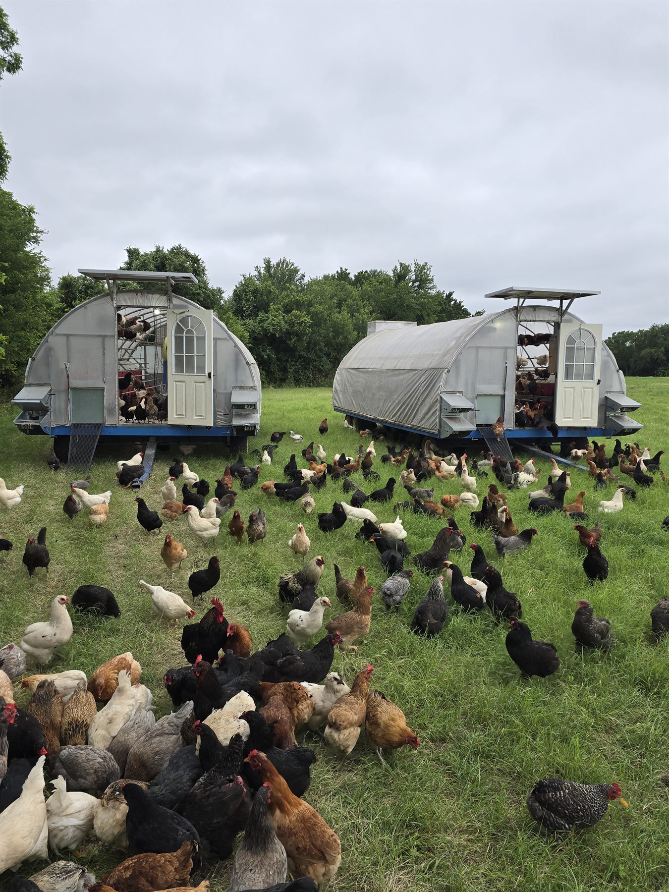 Hundreds of hens pouring out of two solar-powered mobile coops onto green pasture